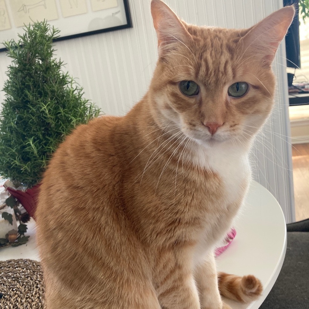 Meet your Posher, Laura